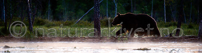 BB 10 0088 / Ursus arctos / Brunbjørn